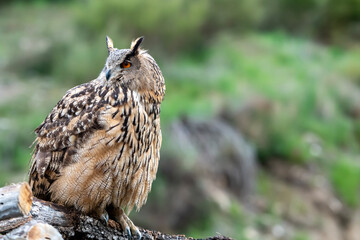 Female Eurasian Eagle Owl on her relaxed perch