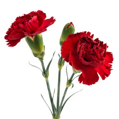 Beautiful red carnations flowers blooming isolated for floral arrangement use isolated on transparent background 