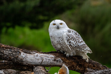 Snowy owl perched in the cold environment