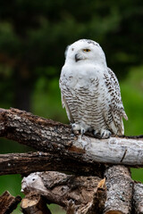 Snowy owl perched in the cold environment
