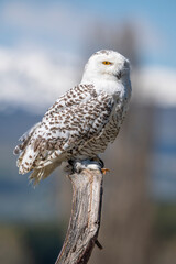 Snowy owl perched in the cold environment