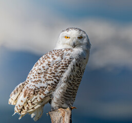 Snowy owl perched in the cold environment