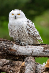 Snowy owl perched in the cold environment