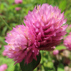 日本で夏にセンニチコウが花を咲かせています