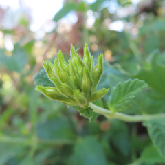 日本で夏にバーベナが花を咲かせています