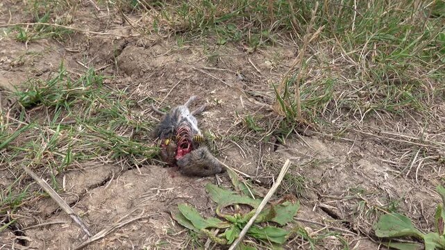Insects feast on a dead mouse