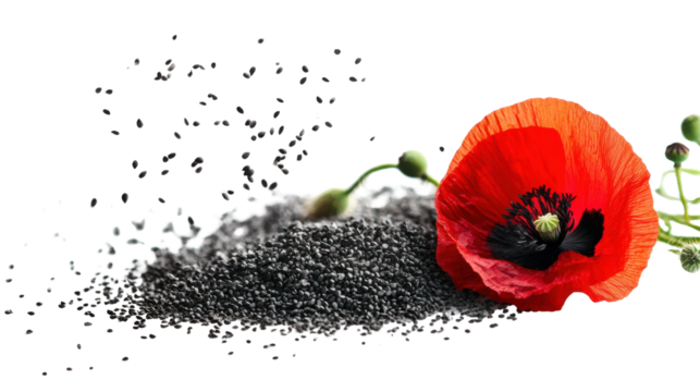 poppy flower  with seeds on white background 