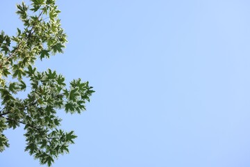 Beautiful tree branches with green leaves against blue sky, low angle view. Space for text