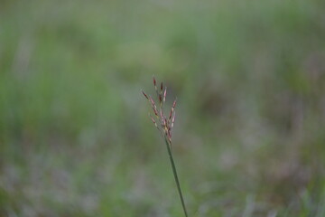 Chrysopogon aciculatus grass flower. Its species of grass the tropics of Asia, Polynesia, and Australia. Its Common names  amorseco, lesser spear grass, Mackies pest, pilipiliula, and grama amorosa.
