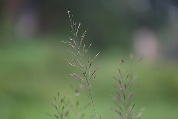 Chrysopogon aciculatus grass flower. Its species of grass the tropics of Asia, Polynesia, and Australia. Its Common names  amorseco, lesser spear grass, Mackies pest, pilipiliula, and grama amorosa.
