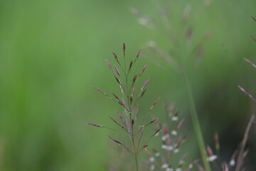 Chrysopogon aciculatus grass flower. Its species of grass the tropics of Asia, Polynesia, and Australia. Its Common names  amorseco, lesser spear grass, Mackies pest, pilipiliula, and grama amorosa.
