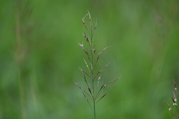 Chrysopogon aciculatus grass flower. Its species of grass the tropics of Asia, Polynesia, and Australia. Its Common names  amorseco, lesser spear grass, Mackies pest, pilipiliula, and grama amorosa.

