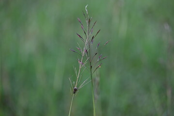 Chrysopogon aciculatus grass flower. Its species of grass the tropics of Asia, Polynesia, and Australia. Its Common names  amorseco, lesser spear grass, Mackies pest, pilipiliula, and grama amorosa.
