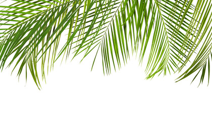 Obraz premium Green tropical palm leaves on white background