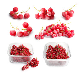 Frozen red currants isolated on white, set. Food preservation
