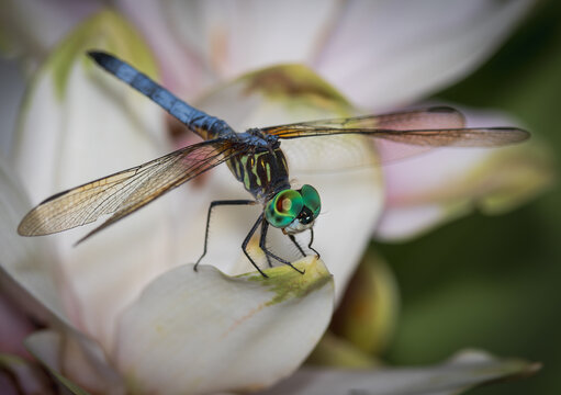 The blue dasher dragonfly.