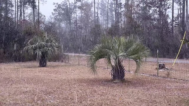 Snowing over Palm trees in Florida - January 2025