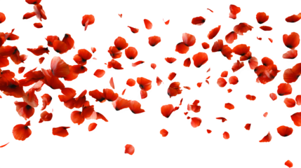 Red poppy patel gently falling on white background 