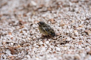 Newborn small bird chick standing on gravel and dry leaves