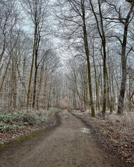 A path winds through a frosty forest.