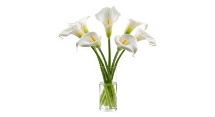 Elegant White Calla Lilies in a Clear Glass Vase Isolated on White