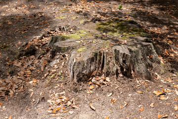 Moss-Covered Oak Tree Stump. Large moss-covered stump of an old giant oak tree, surrounded by dry leaves on a shaded path in Middleton Place, Charleston, SC.