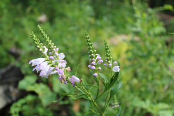 Obedient plant wildflowers at Camp Ground Road in Des Plaines, Illinois