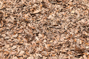 Fallen Oak Leaves Ground Cover. Close-up of dry fallen oak leaves scattered across the forest floor at Middleton Place Plantation in Charleston, SC