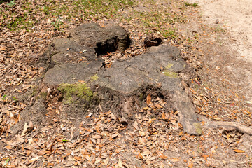 Mossy Oak Tree Stump in Autumn Leaves. Weathered stump of a once-massive oak tree, surrounded by fallen leaves and moss, in Middleton Place, Charleston, SC.
