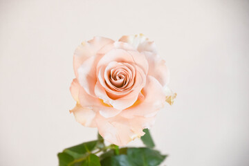 Obraz premium コーラルピンクのばら