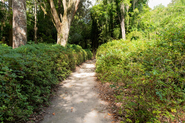 Shaded Garden Pathway. Peaceful dirt path lined with green shrubs and trees at Middleton Place Plantation in Charleston, SC.