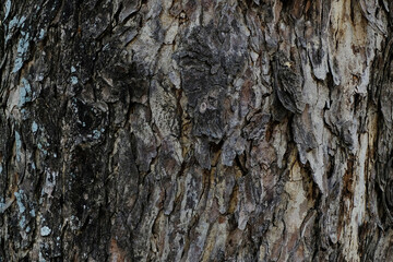 The photo depicts a detailed close-up of tree bark.