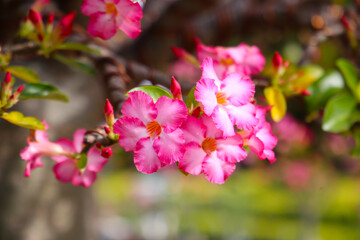 Obraz premium Adenium obesum, Pink desert rose flowers in full bloom.