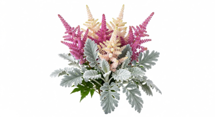 Elegant Pink and Cream Astilbe and Dusty Miller Floral Arrangement Isolated on White