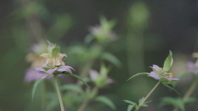 Several flowers of spotted bee balm, horsemint, blowing on a windy day