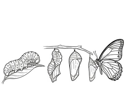 black and white butterfly life cycle stages clip art preview