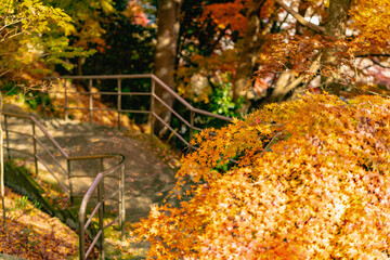 もみじ寺　茨城県