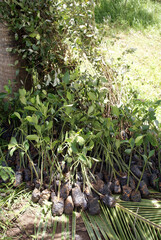 Mangrove forest along the southern coast of Yogyakarta, Indonesia, with lush greenery, calm tidal waters, and rich biodiversity in a tropical coastal ecosystem.