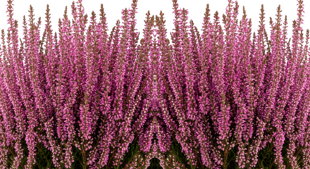 Symmetrical Pink Heather Blossoms Isolated on White Background