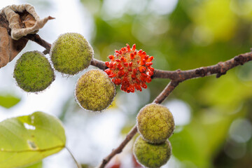 赤い実をつけたカジノキ