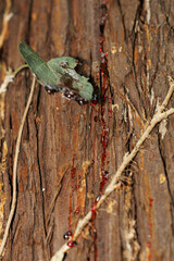 傷ついた杉の木にゆっくりと流れる樹液