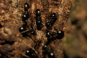 樹液に集まる無数の蟻