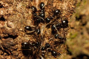樹液に集まる無数の蟻