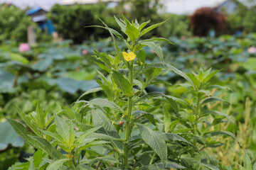 Bright yellow flower blooming on lush green plant in rural farmland