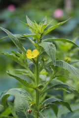 Close-up of yellow flower blooming on healthy leafy vegetable plant stalk