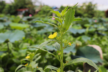 Fresh yellow flower blooming brightly on plant in lush farming field