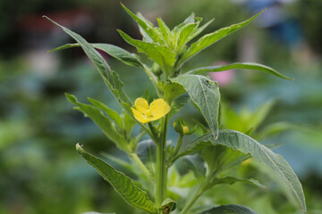 Obraz premium Plant with yellow flowers blooming under bright sunlight in green farmland