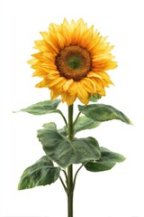 Single sunflower, vibrant yellow petals, green leaves, tall stem, isolated white background