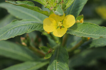 Obraz premium Yellow flower close-up showing petals and stamens of healthy vegetable plant