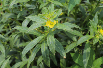 Yellow flower of vegetable plant blooming in rural green farming environment